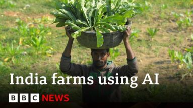 Artificial intelligence comes to farming in India | BBC News