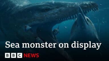 Colossal pliosaur sea monster skull goes on display - BBC News