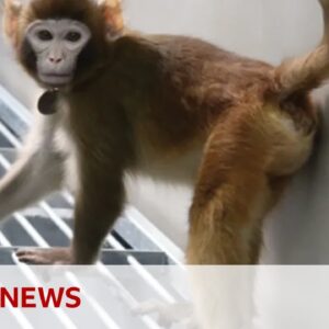 Cloned rhesus monkey created in China to speed up medical research | BBC News