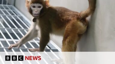 Cloned rhesus monkey created in China to speed up medical research | BBC News