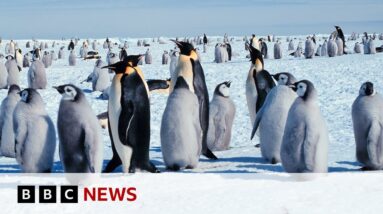 Four new emperor penguin groups discovered in Antarctica | BBC News