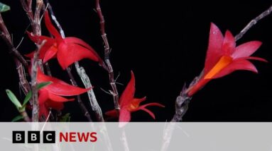 Mysterious plants and fungi named new to science | BBC News