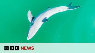 Rare young white shark filmed for first time | BBC News