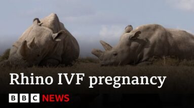 World's first IVF rhino pregnancy 'could save species' | BBC News