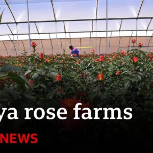 How rose farms in Kenya are using AI to battle climate change | BBC News