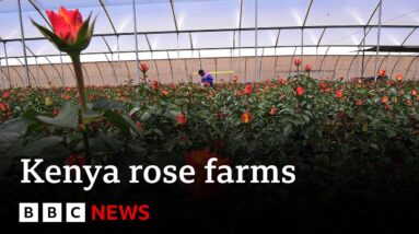 How rose farms in Kenya are using AI to battle climate change | BBC News