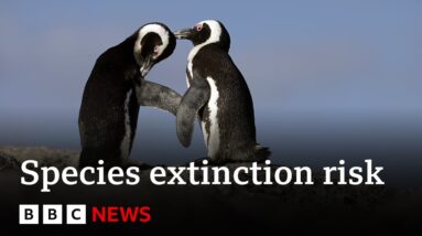 Migrating species crucial to planet under threat, says UN | BBC News