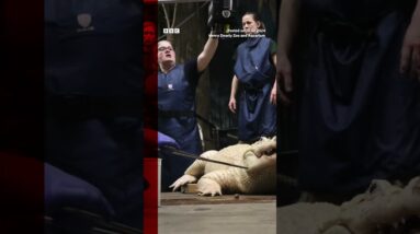 The zoo said people had thrown the coins into the enclosure. #Shorts #BBCNews |  BBC News