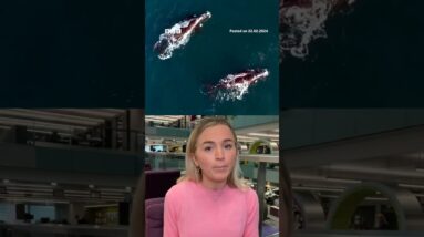 Someone tell Dory that scientists have solved the mystery of whale song. #Shorts #Whales #BBCNews