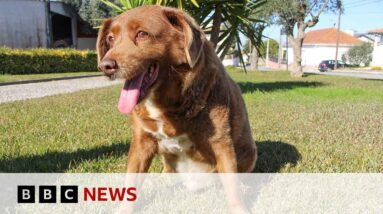 'World's oldest dog' stripped of title | BBC News