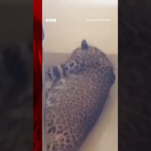 Indian boy, 12, calmly traps wandering leopard after it walks into room. #India #Shorts #BBCNews