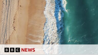 Can 3D printed sea walls protect marine wildlife in Miami? | BBC News