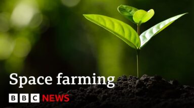 How do you grow plants in space? | BBC News