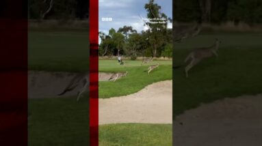 A 'stampede' of kangaroos invaded a Melbourne golf course. #Australia #Melbourne #Shorts #BBCNews