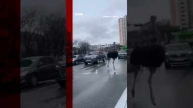 This ostrich was spotted roaming the streets of South Korea. #Shorts #SouthKorea #BBCNews