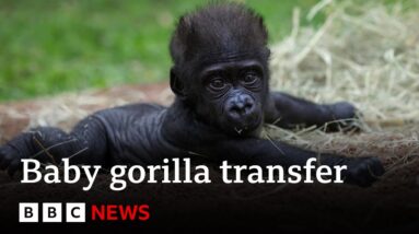 Baby gorilla 'Jameela' on a journey to find a surrogate mum | BBC News