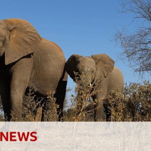 Botswana threatens to send 20,000 elephants to Germany | BBC News