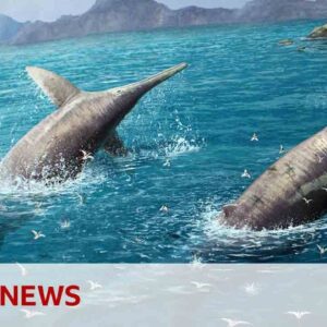 Largest ever sea creature discovered by scientists | BBC News