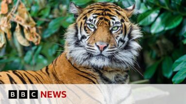 Tiger conservation: Ten countries pledge $1bn to protect population | BBC News
