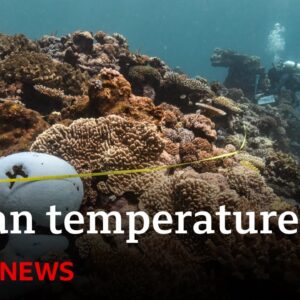 Oceans suffer from record-breaking year of heat amid climate change | BBC News