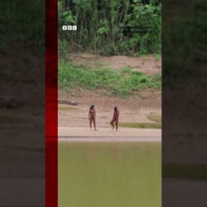 Rare sighting of uncontacted indigenous people in Peru. #Tribes #Peru #BBCNews