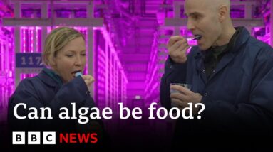 WEEKEND Iceland's vertical farm turning algae into food | BBC News