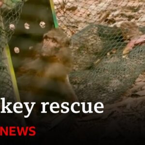 Monkey rescued from online monkey torture ring released into wild | BBC News