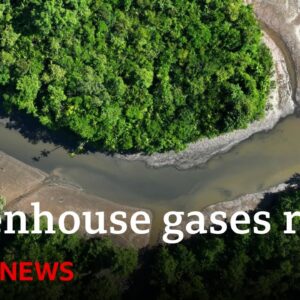 Greenhouse gases rising at record levels, UN says | BBC News