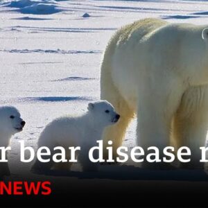 Polar bears face higher risk of disease in a warming Arctic | BBC News