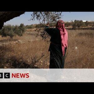 Palestinian olive harvest under threat from Israeli attacks and restrictions | BBC News