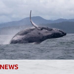 Humpback whale makes epic migration, astonishing scientists | BBC News