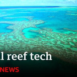 Could tech protect our coral reefs? | BBC News