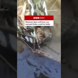 Moment tiger and boar are rescued from a well in India. #India #Tiger #BBCNews