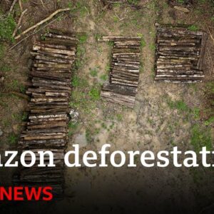 Amazon forest felled to build road for climate summit | BBC News