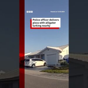 Police officer delivers pizza with alligator lurking nearby. #Florida #Alligator #BBCNews