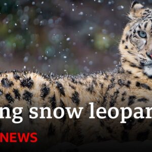Could AI help save snow leopards from extinction? | BBC News