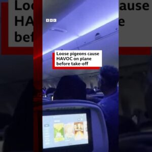 Loose pigeons cause havoc on plane before take-off. #Pigeon #Airplane #BBCNews