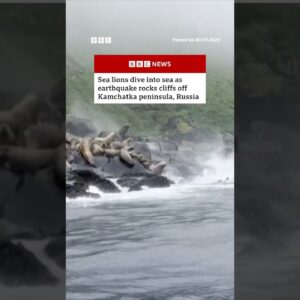 Sea lions dive into sea as earthquake hits Russia. #Russia #Earthquake #BBCNews