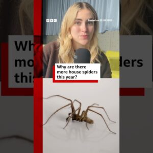 Why are there more spiders in your house this year? #Spiders #BBCNews