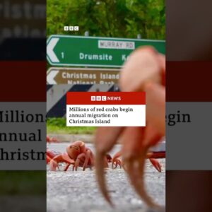 Millions of red crabs begin annual migration on Christmas Island. #RedCrabs #Australia #BBCNews