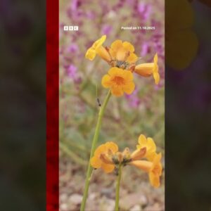 Chile's Atacama desert is in bloom. #Chile #Atacama #Desert #BBCNews