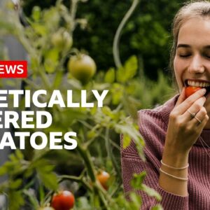 Why are tomatoes being genetically altered for vitamin D? | BBC News