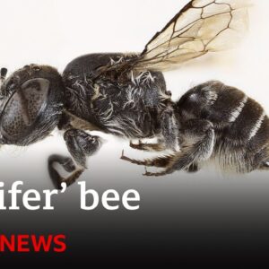 New 'Lucifer' bee with devil-like horns found in Australia | BBC News