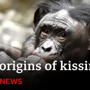 Where did kissing come from? | BBC News