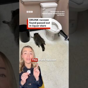 Drunk raccoon found passed out in liquor store after breaking in. #Raccoon #BBCNews