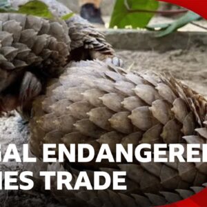 Why are endangered species being sold on Facebook? | Global News Podcast