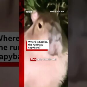 Where is Samba, the runaway capybara? #Capybara #UK #BBCNews