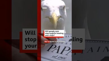 Will googly eyes stop seagulls stealing your chips? #BBCNews