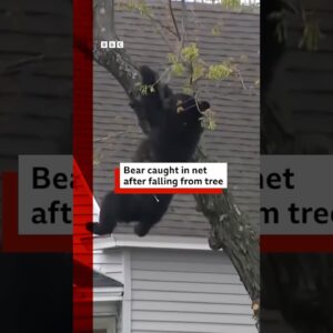 Black bear caught after falling from tree. #BBCNews