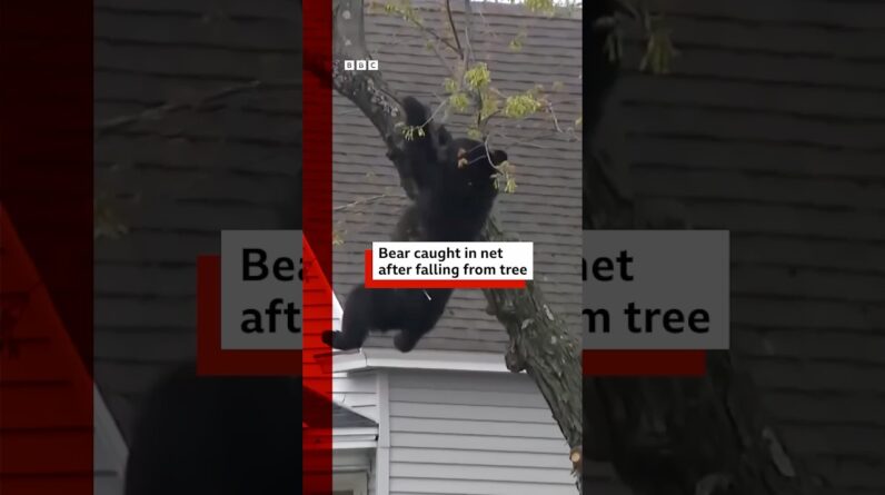 Black bear caught after falling from tree. #BBCNews